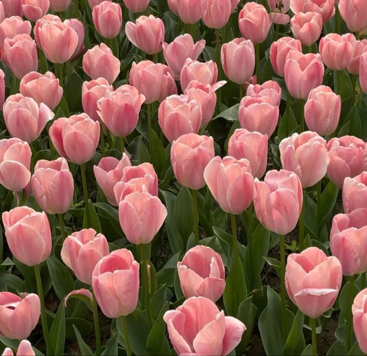 many pink tulips are growing in the field