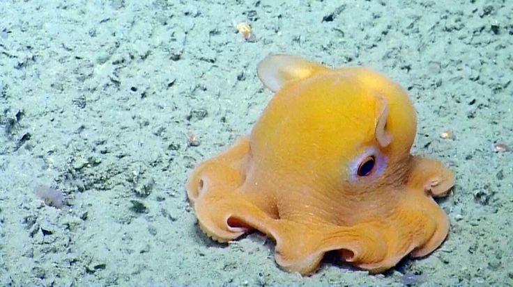 an orange octopus laying on the ground with its eyes open and it's head turned to the side