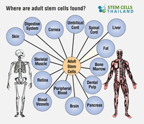 there are many different types of cells in the body