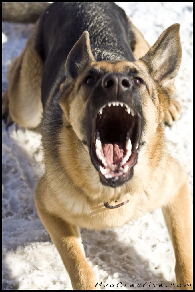 a dog with it's mouth open and its teeth wide open in the snow