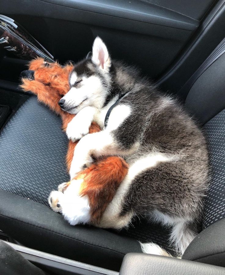 a dog sleeping in the back seat of a car with its head on a stuffed animal