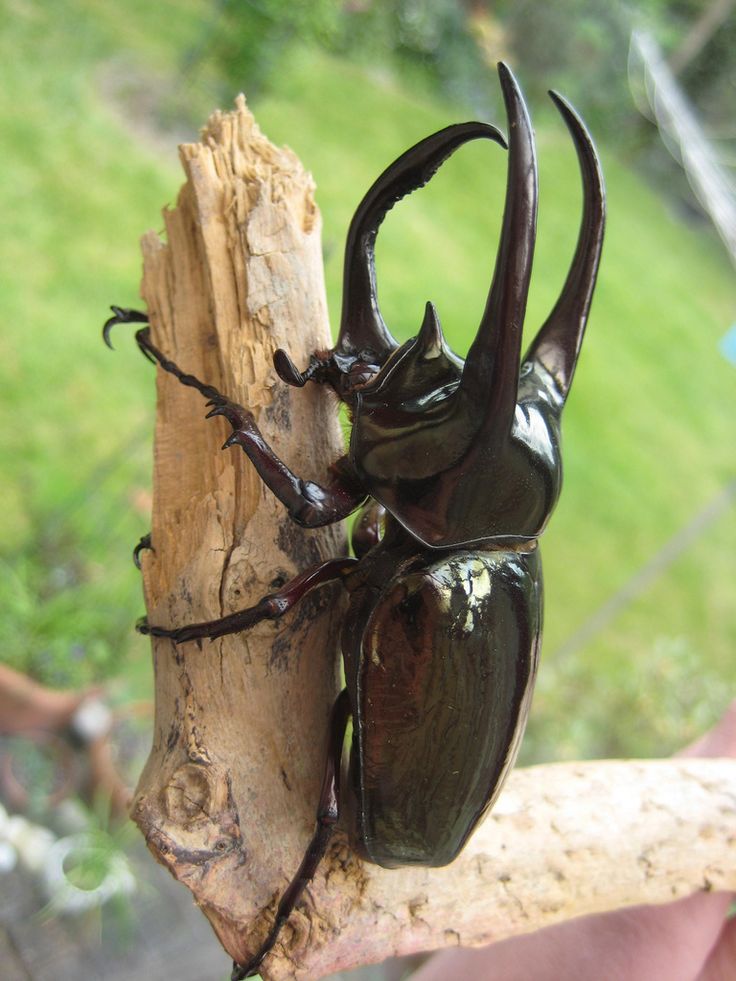 a close up of a beetle on a tree branch