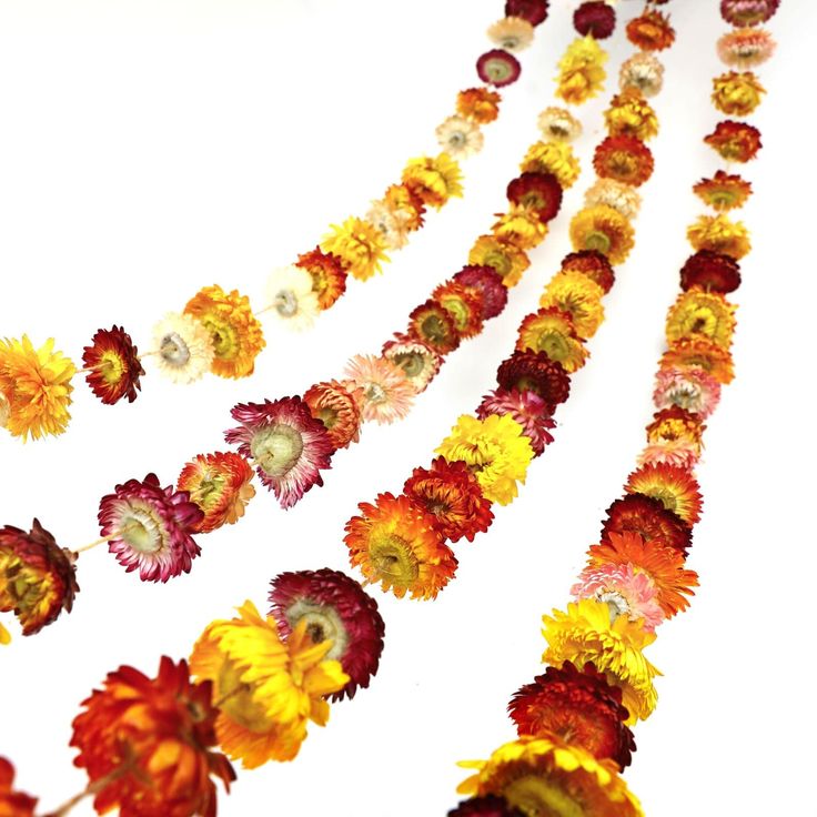 PRICES MAY VARY. 100% DRIED FLOWERS GARLAND: Your daisy flowers are harvested from natural farms. Each dry flower wreath is handmade by threading colorful chrysanthemums on twine. Each garland pack contains 42 dried flowers (1.2-2 inches in diameter) and is approx. 6.6ft in length. Compare to artificial flowers garland, they are hand-trimmed with love and care, each one is unique. Need to buy 4 PACK to achieve the effect of the first picture WARM TIPS: As everlasting flower garland, the color of Wedding Planning Boards, Flowers Garland, Home Wedding Party, Flower Curtain, Flower Chain, Party Wall, Dried Flower Wreaths, Everlasting Flowers, Dry Flower