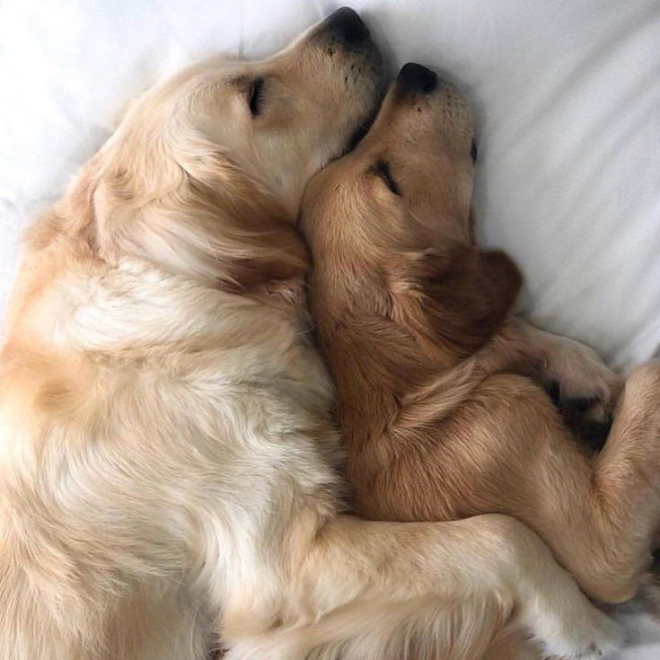 two puppies cuddle together on a white bed sheet, one is sleeping and the other is laying down