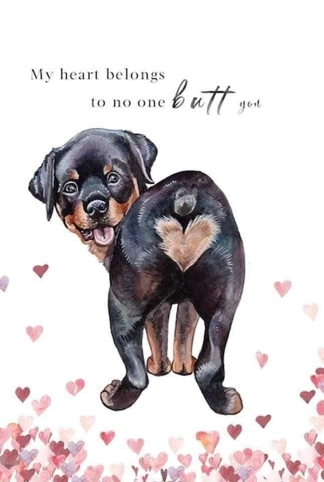 a black and brown dog standing on top of a pile of hearts with the words my heart belongs to no one at all