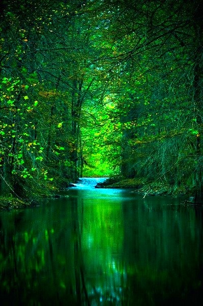 a river in the middle of a forest filled with lots of green trees and water