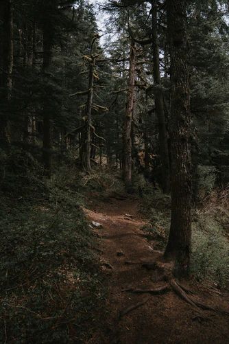 a dirt path in the middle of a forest