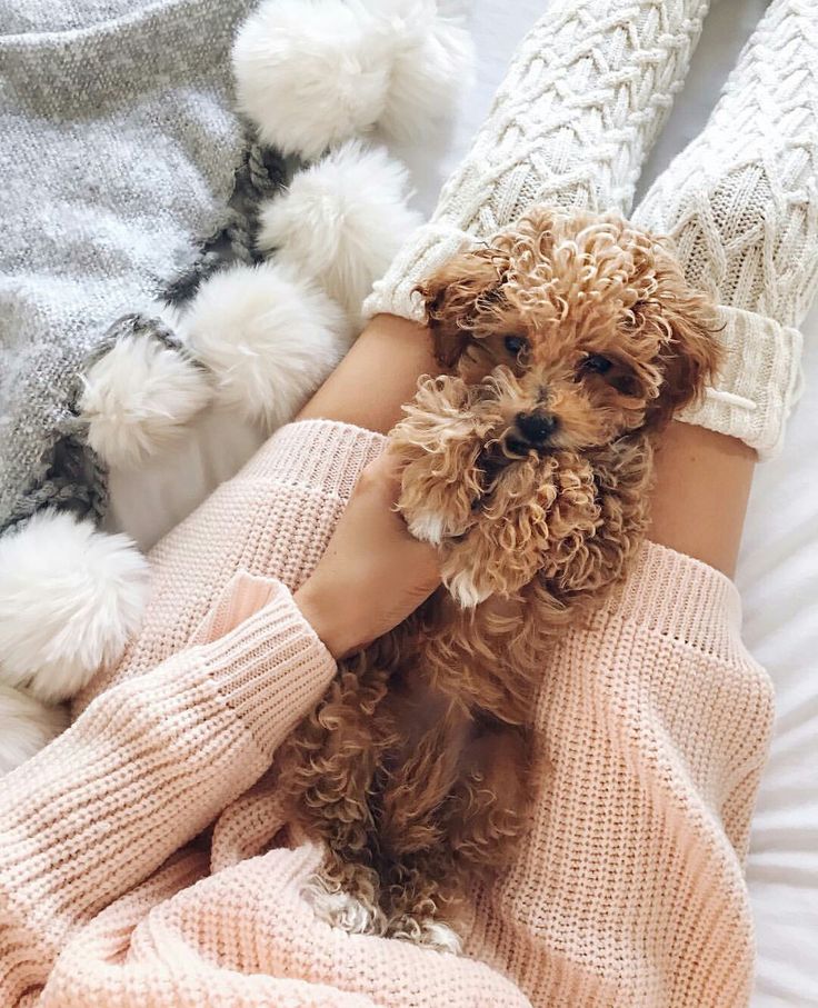 a woman laying on top of a bed next to a brown dog wearing mittens