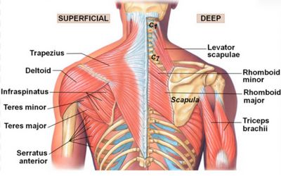 the muscles and their major structures are labeled in this diagram, with labels on each side