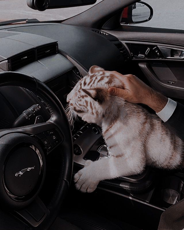 a cat sitting in the driver's seat of a car