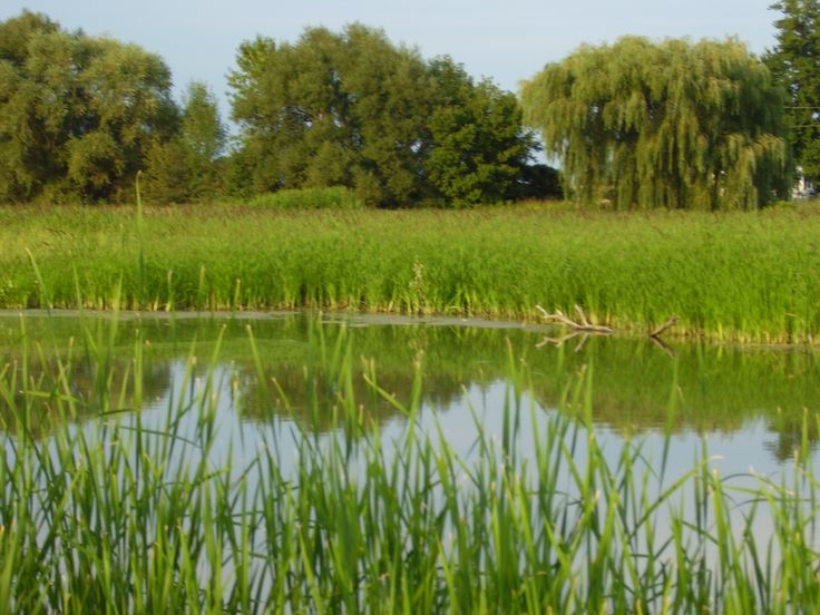 the water is calm and green in the field