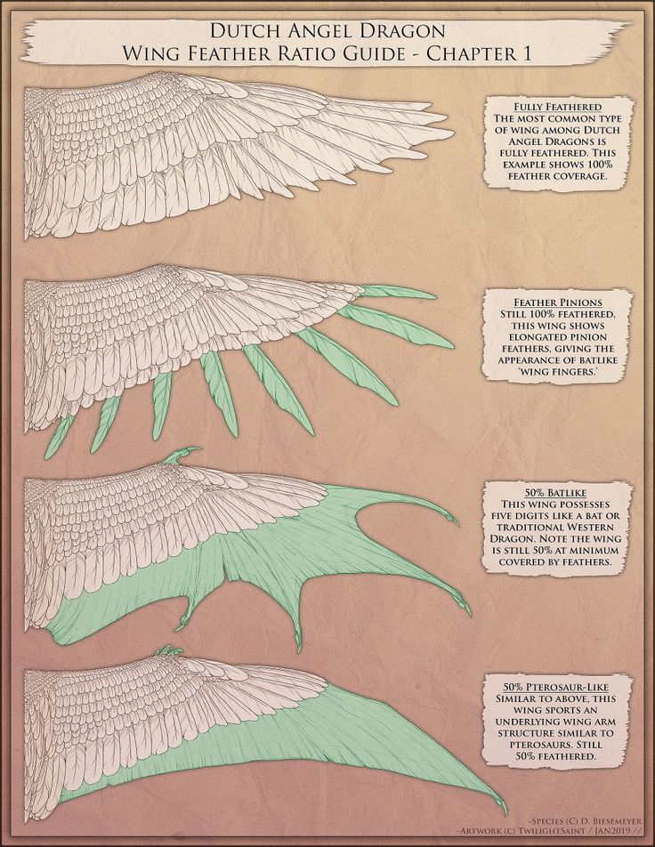 a poster with different types of wings on it