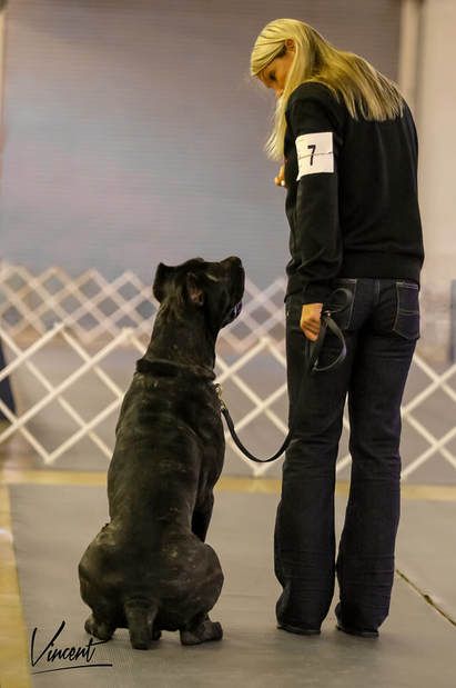 a woman in black shirt standing next to a large dog on a leash and looking at it's owner