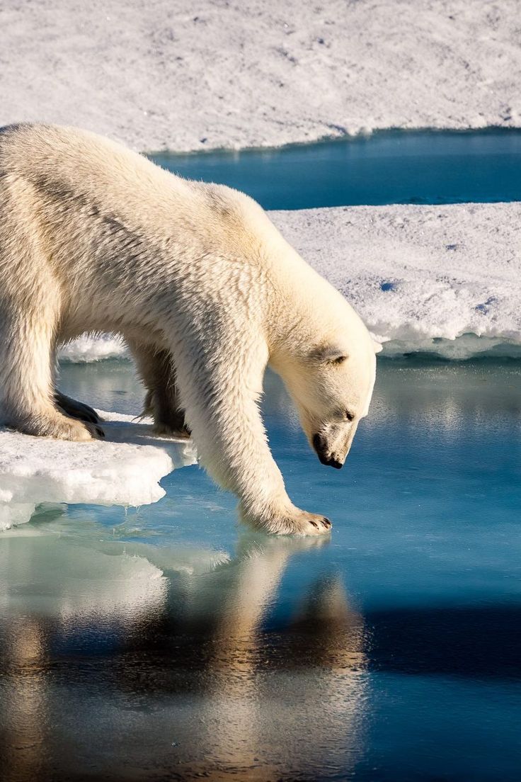 a polar bear is walking on an ice floet and looking for something to eat