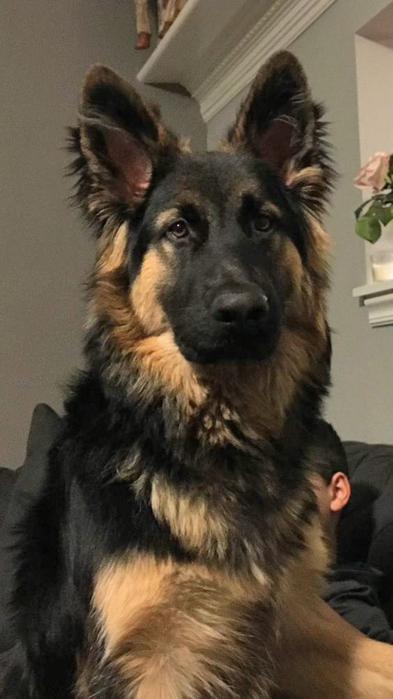 a dog sitting on top of a couch next to a man in a black shirt