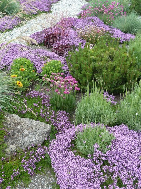 a garden with purple flowers and rocks