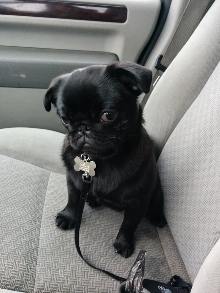 a small black pug sitting in the back seat of a car on a leash