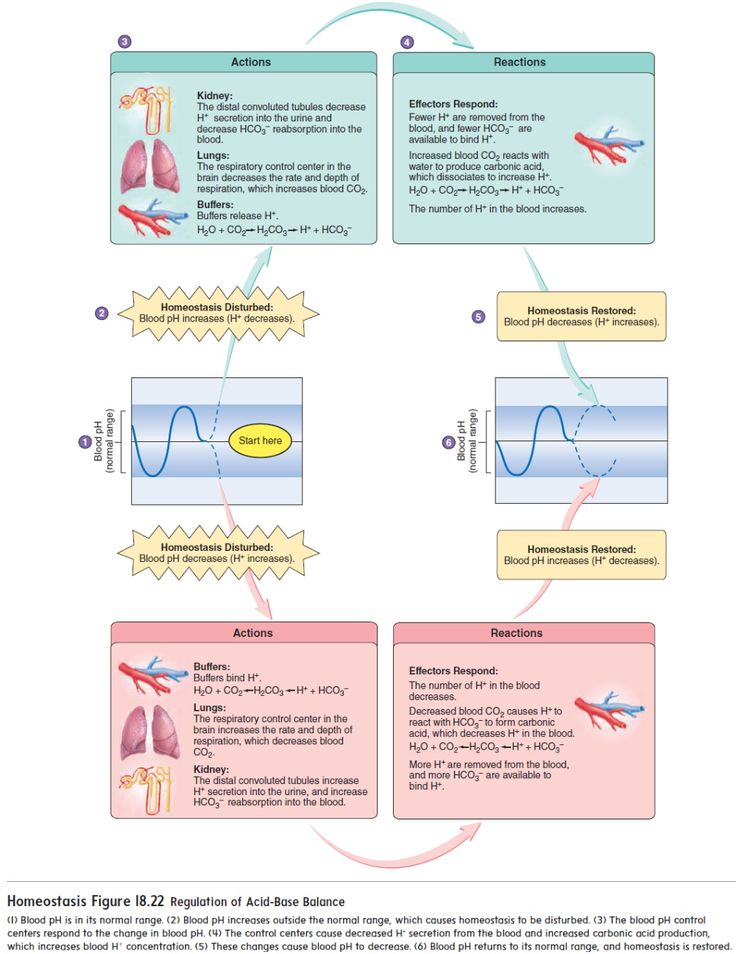 an overview of the human body's nervous systems and their functions in its organization