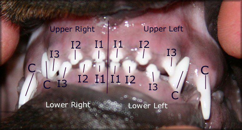 how many teeth do puppies lose