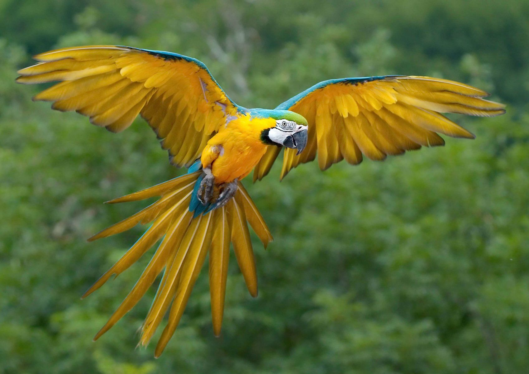 rainforest parrot flying