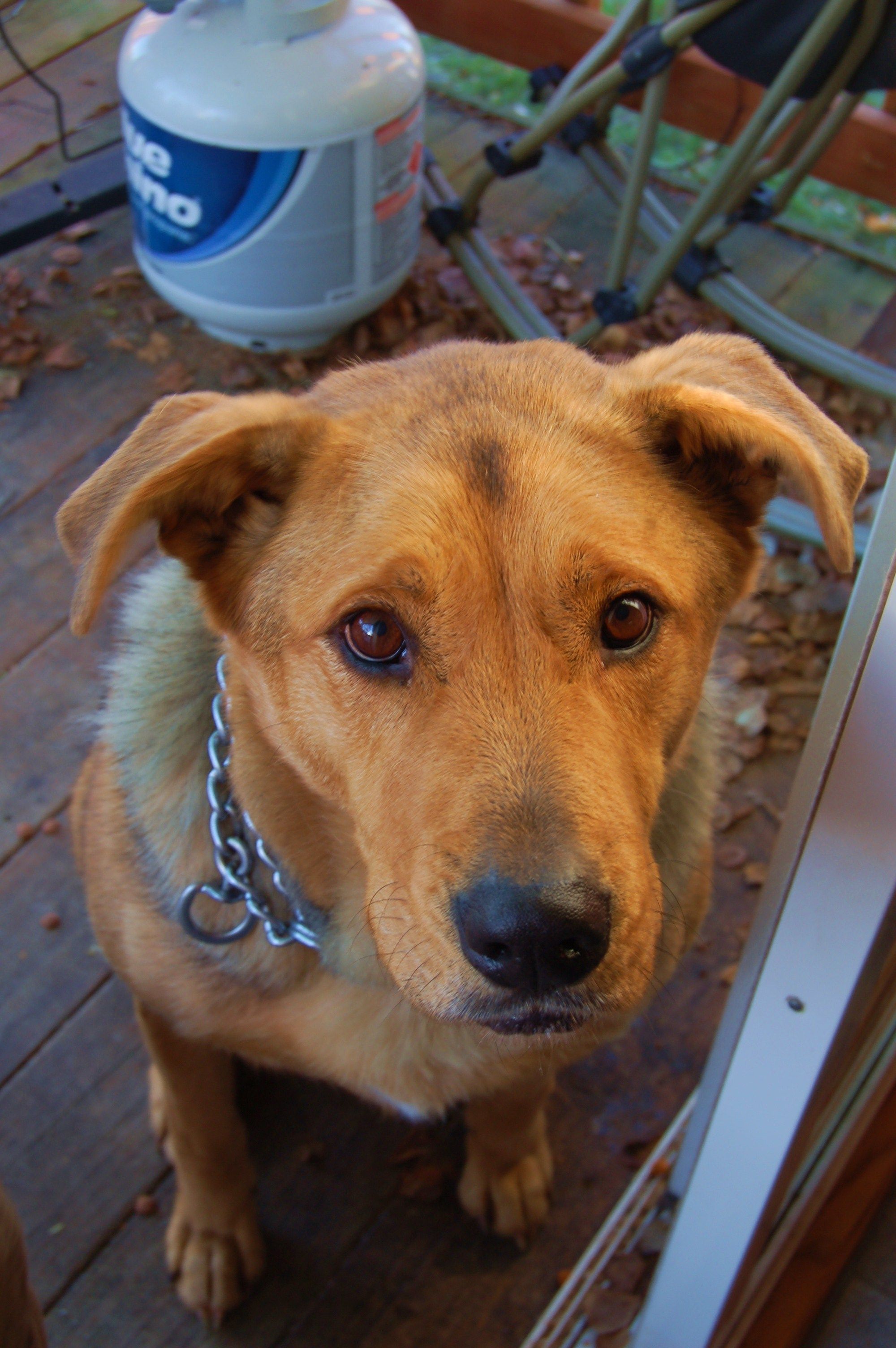 german shepherd mix Puppies, German shepherd mix