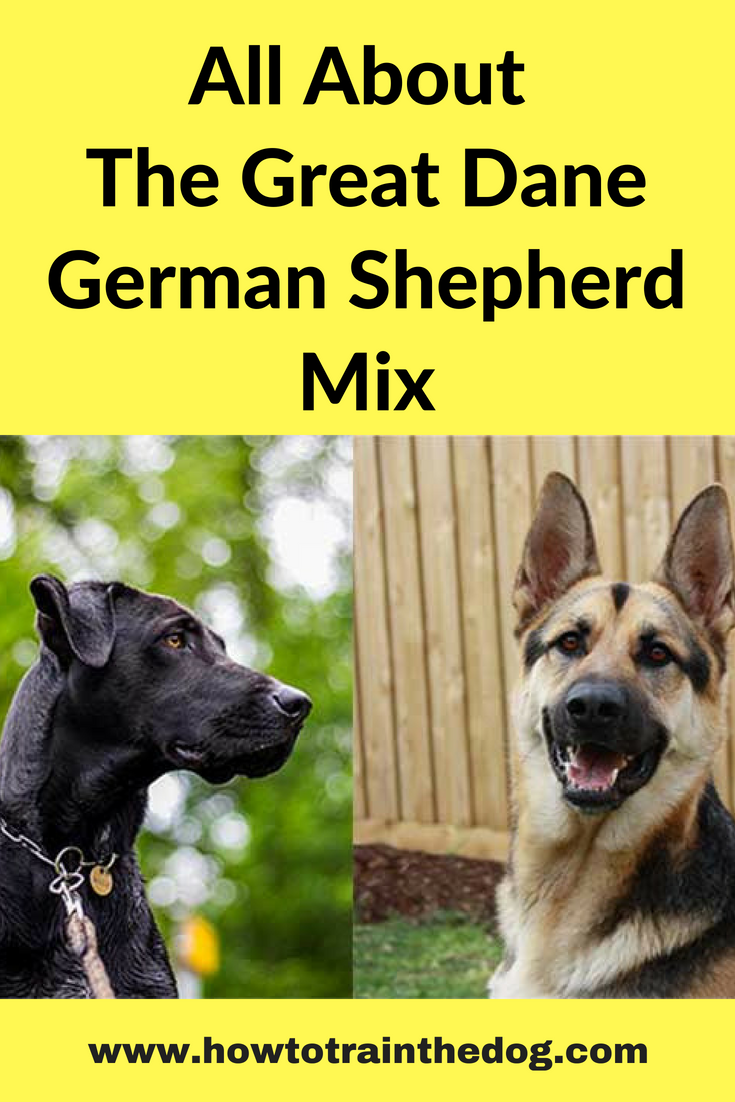 Great Dane German Shepherd Mix