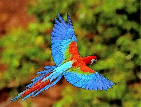 rainforest parrot flying