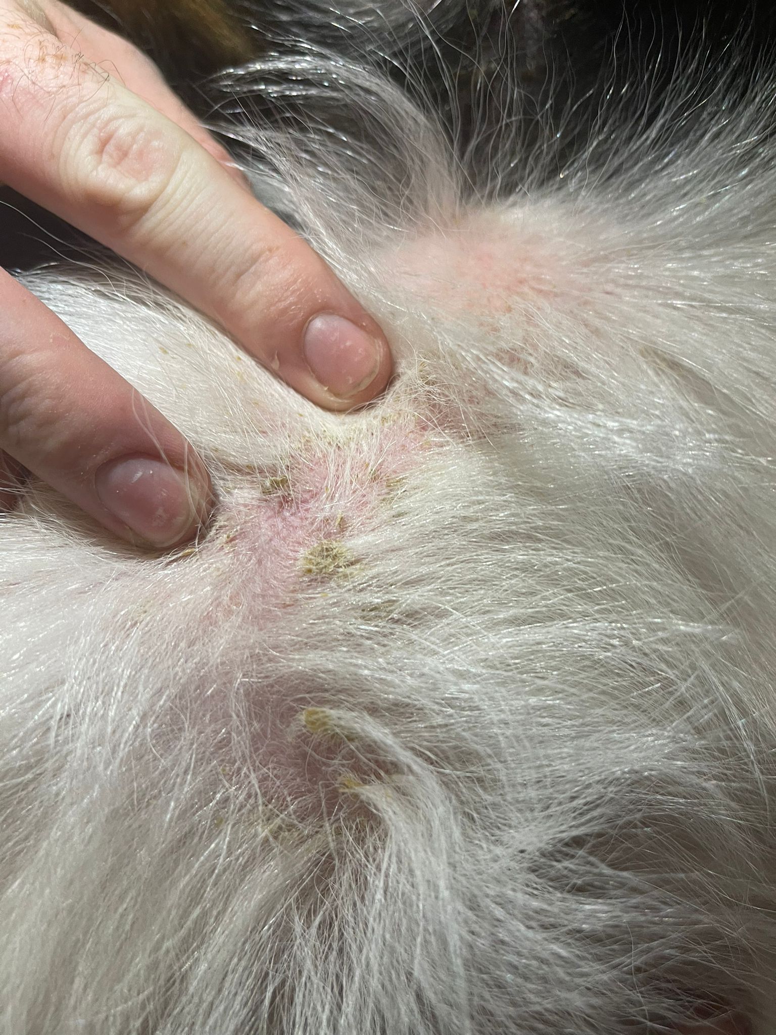 What Causes Black Scabs On Dogs Skin