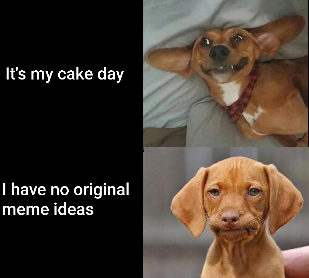 Dog Meme Disappointed