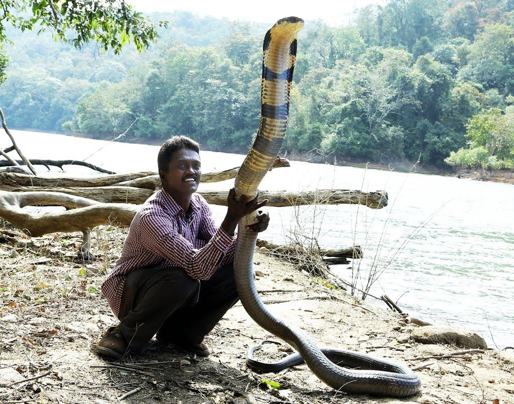 World Record King Cobra