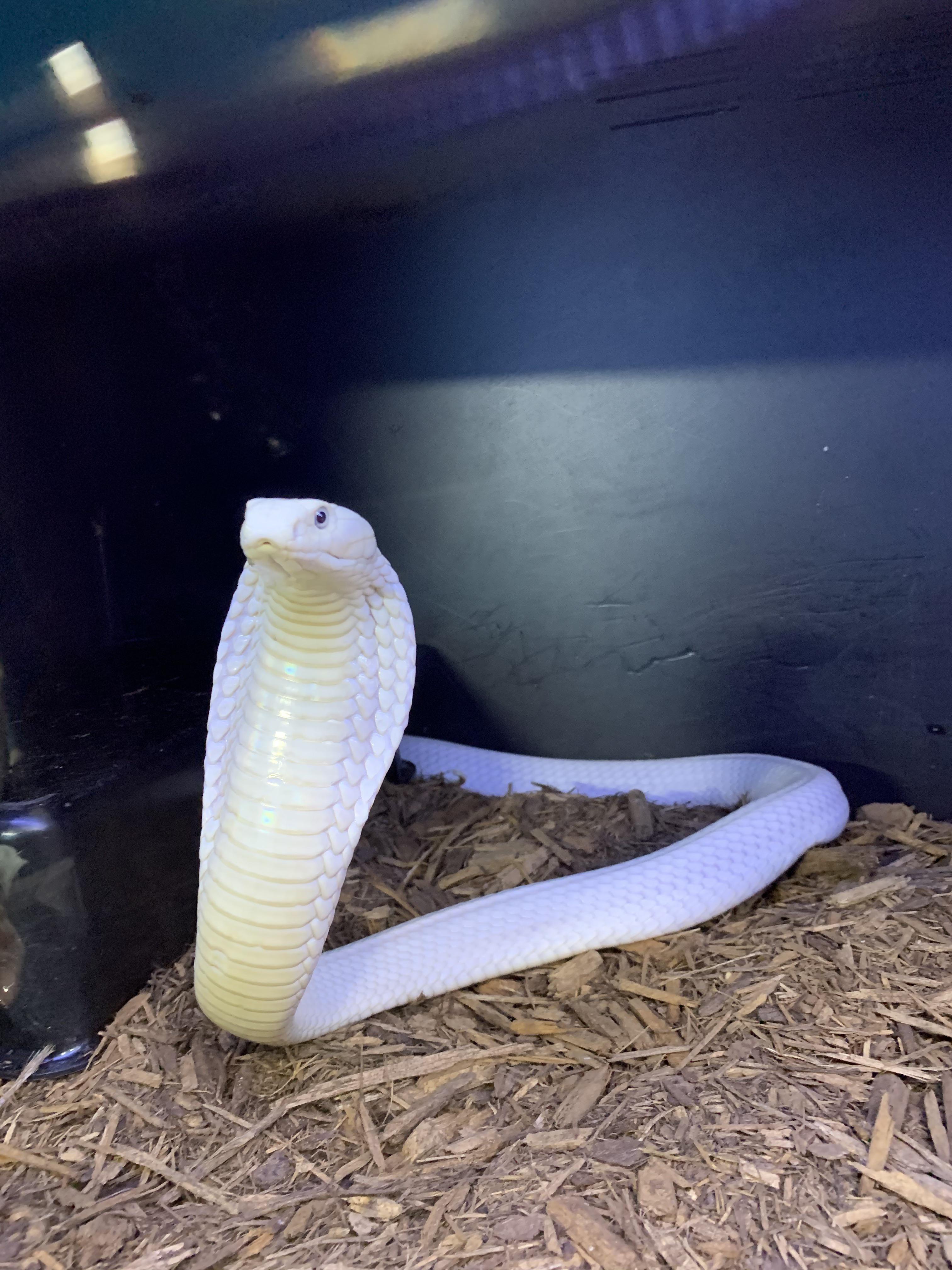 Blizzard Monocled Cobra