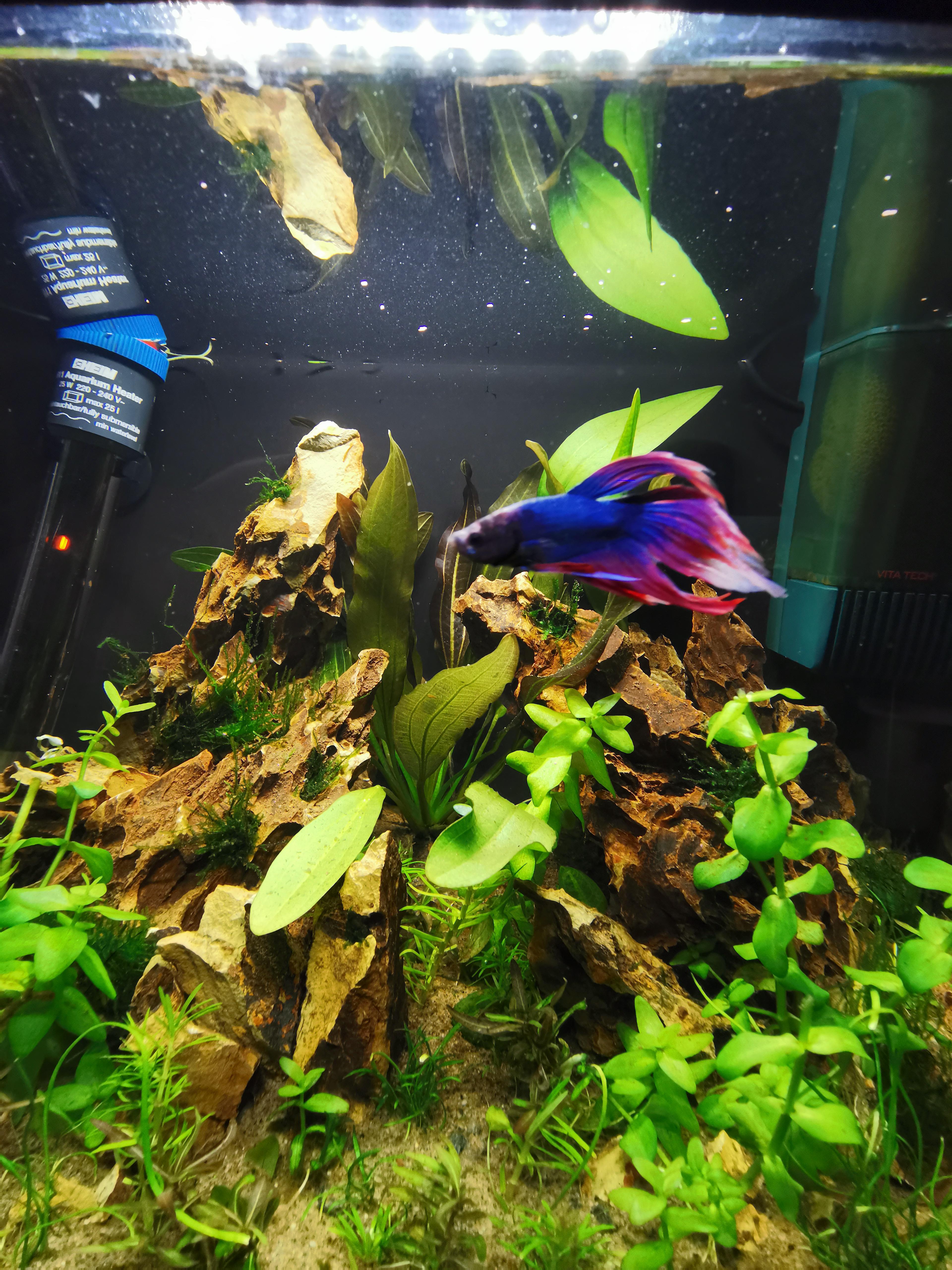 My New Betta Fish Aquascape