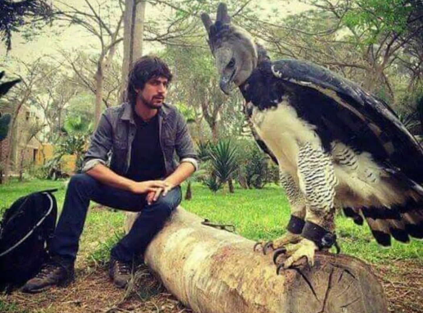 Harpy Eagle Pictures Size