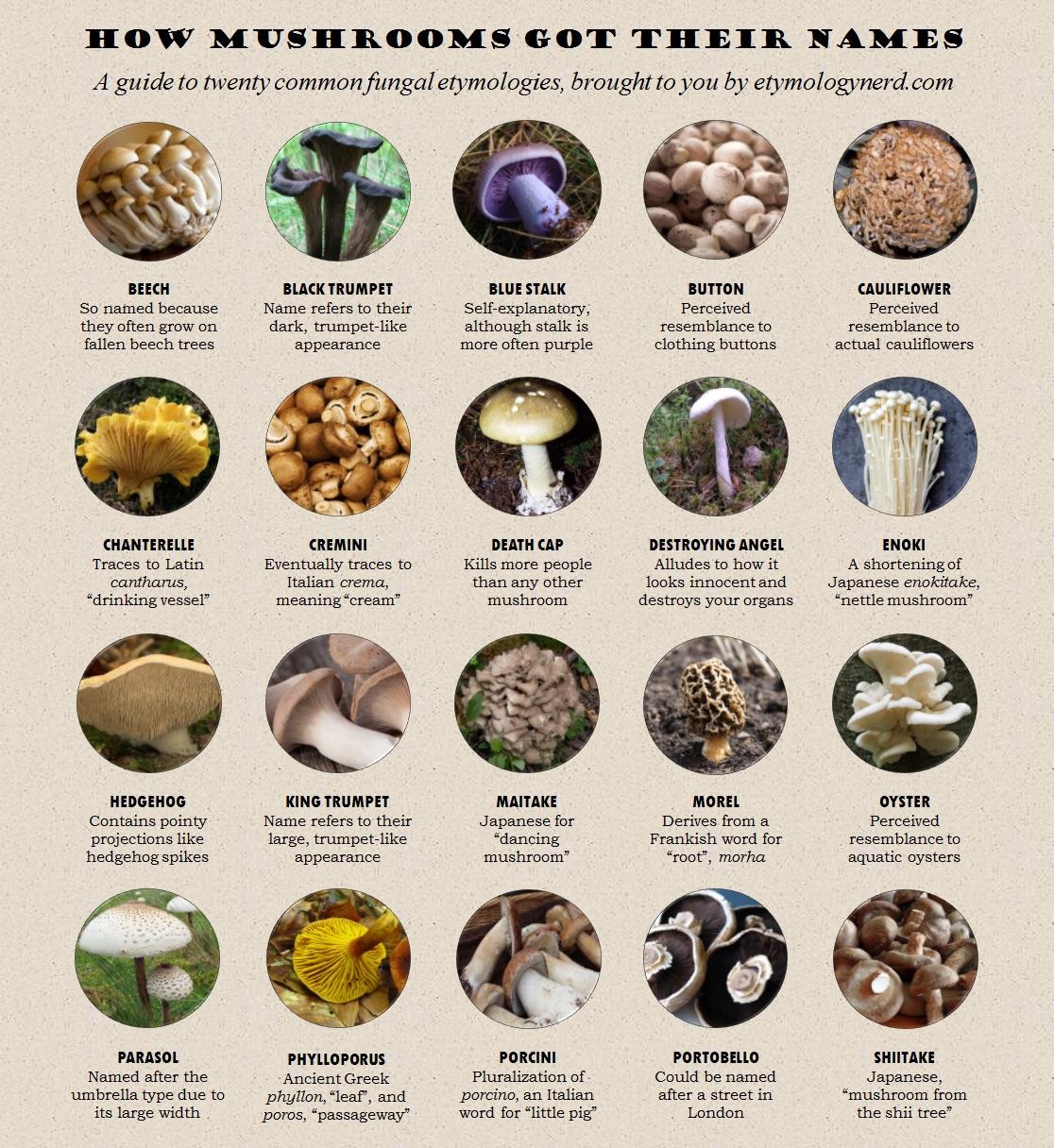 Types Of Mushrooms With Names And Pictures