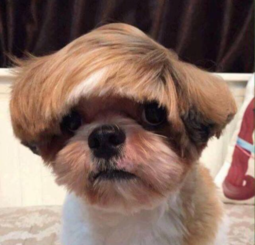 emo dog haircut