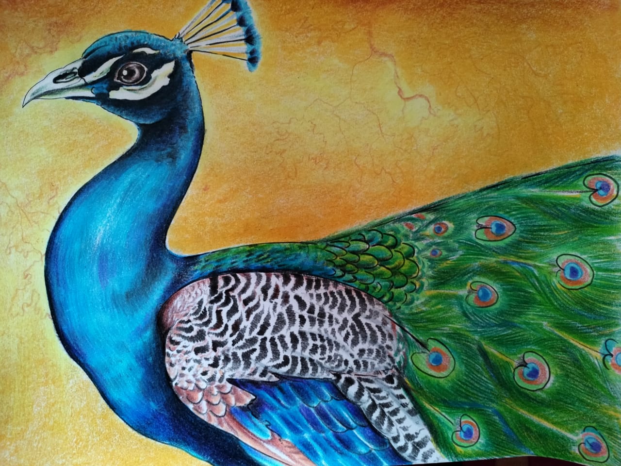 An Incredible Compilation of Over 999 Peacock Drawing Images with Color ...