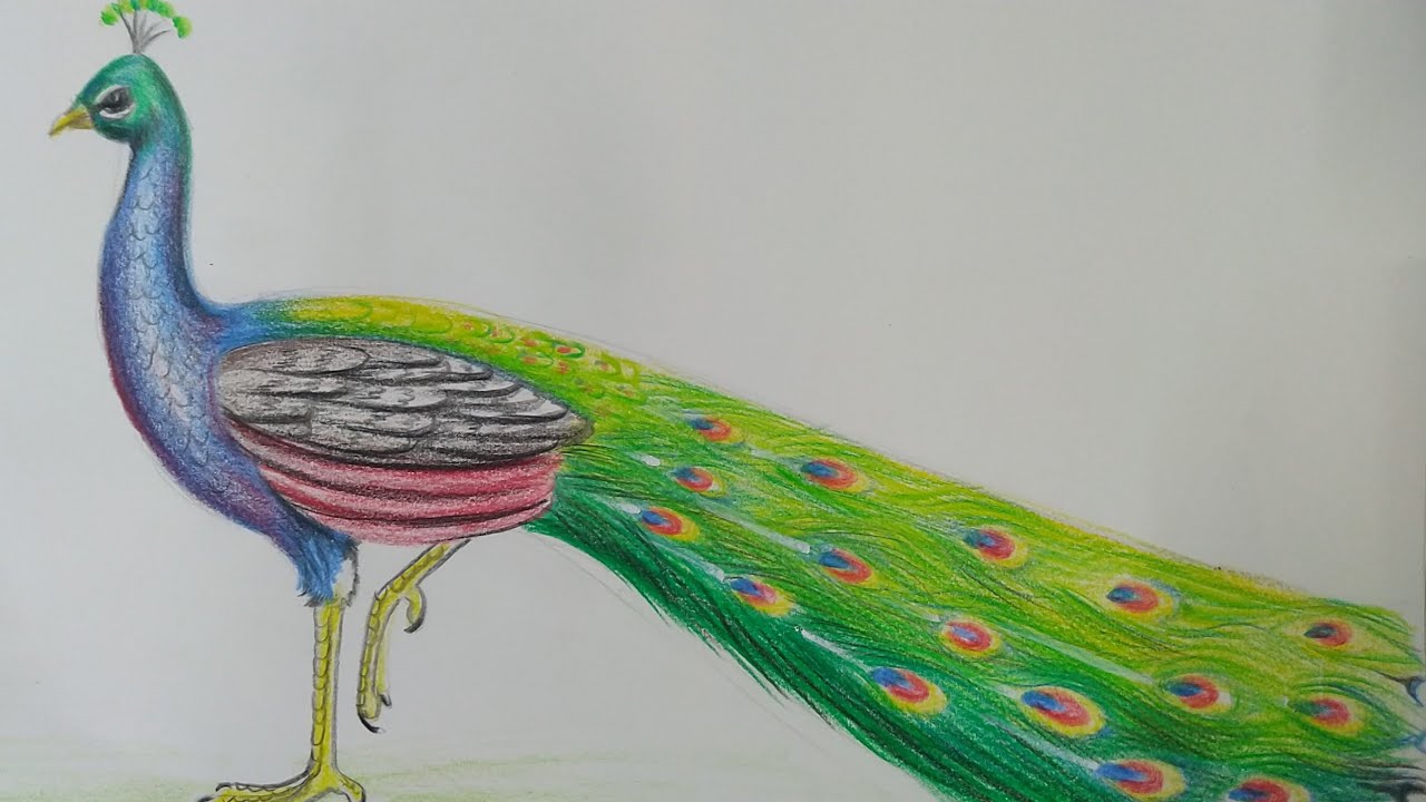 Share more than 128 realistic peacock drawing - vietkidsiq.edu.vn