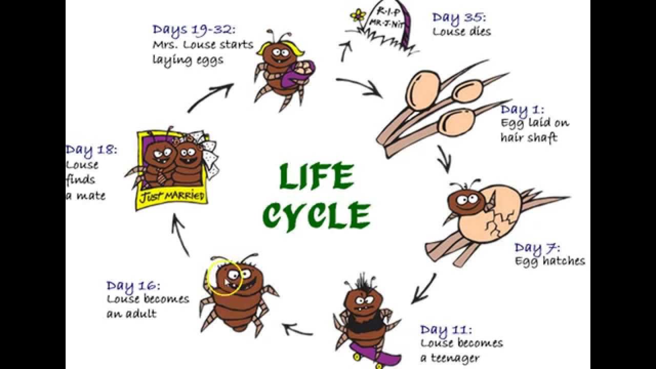 Head Lice Life Cycle