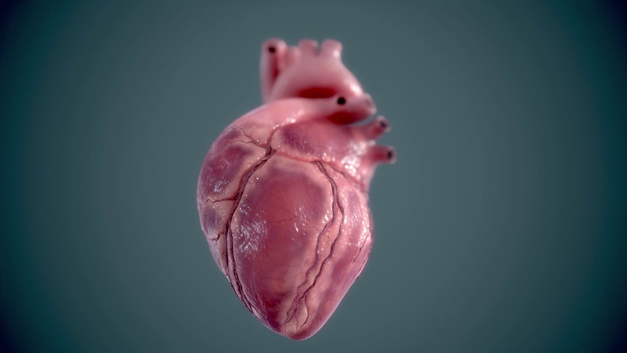 3D Human heart - Heartbeat animation 2 - YouTube