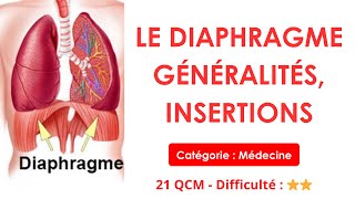 LE DIAPHRAGME (GÉNÉRALITÉS, INSERTIONS) - Catégorie : Médecine / Anatomie