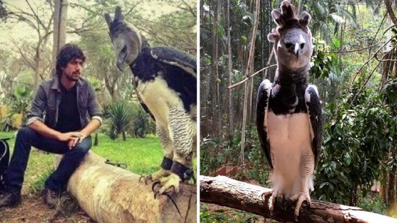 Harpy Eagle Size Comparison