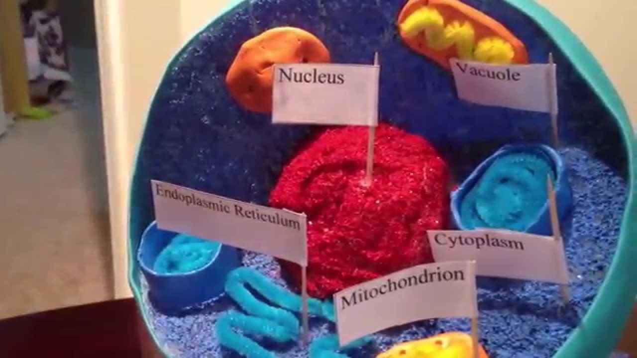 3D Model of Animal Cell - YouTube