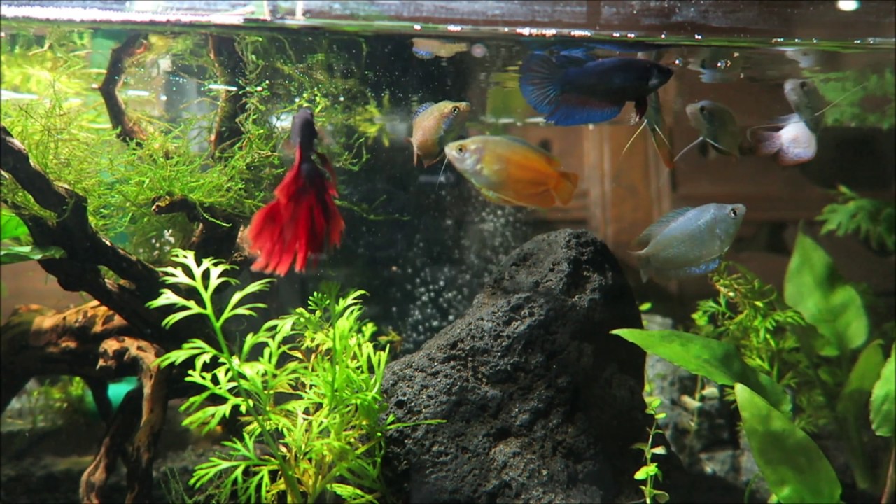 Dwarf Gourami & Betta Fish Tank Aquascape Feeding Time  