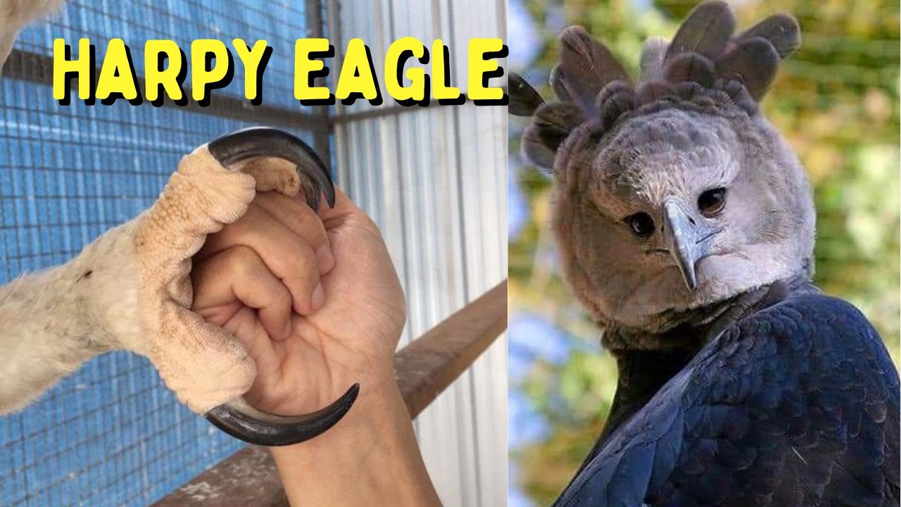 Harpy Eagle Size Comparison