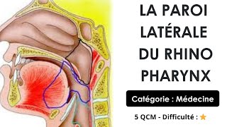 La paroi latérale du rhinopharynx -Catégorie : Médecine - 5 QCM - Difficulté : ⭐