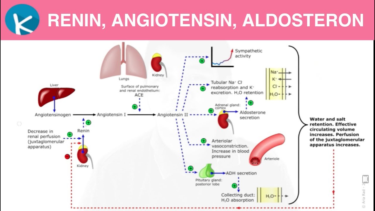 Patofisiologi Hipertensi Fixxx - vrogue.co