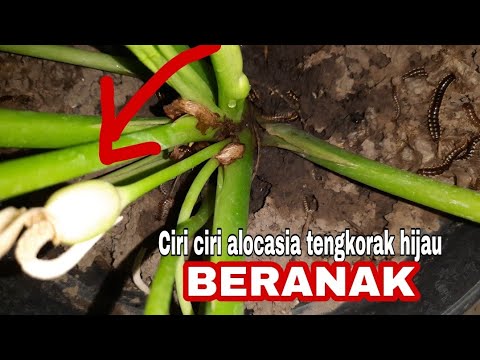 Featured image of post Alocasia Tengkorak Hijau Cara dapat banyak tunas baru keladi tengkorak tanpa mencacah cara perbanyak keladi tengkorak