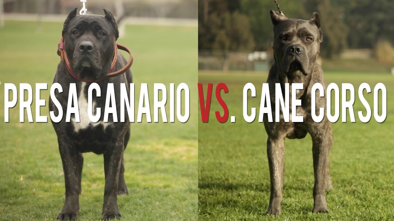 Presa Canario Vs Cane Corso In A Battle Of The Ultimate Catch Dogs