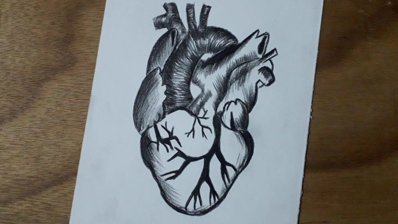 Pencil Drawing Human Heart