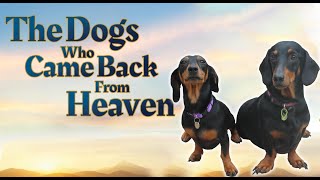 The Dogs Who Came Back From Heaven - Book Trailer